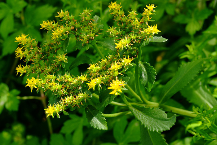 기린초 - girr, Sedum kamtschaticum