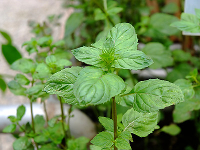 박하 사진 - Mentha arvensis L. var. piperascens Malv. ex Holmes Photos