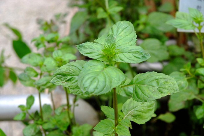 박하 - Mentha arvensis L. var. piperascens Malv. ex Holmes