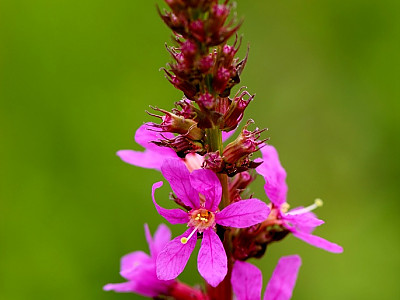 부처꽃 사진 - Lythrum anceps (Koehne) Makino Photos