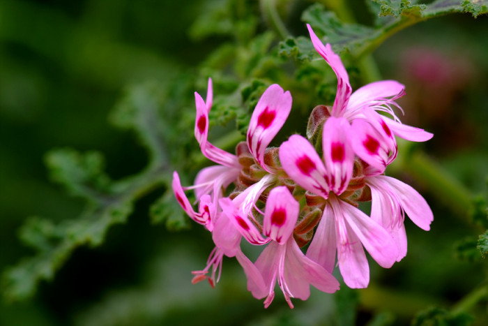 초코 제라늄 - Choco Geranium, Pelargonium graveolens cv.