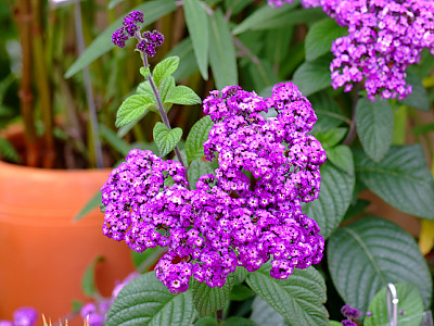헬리오트롭 사진 - Heliotropium arborescens Photos