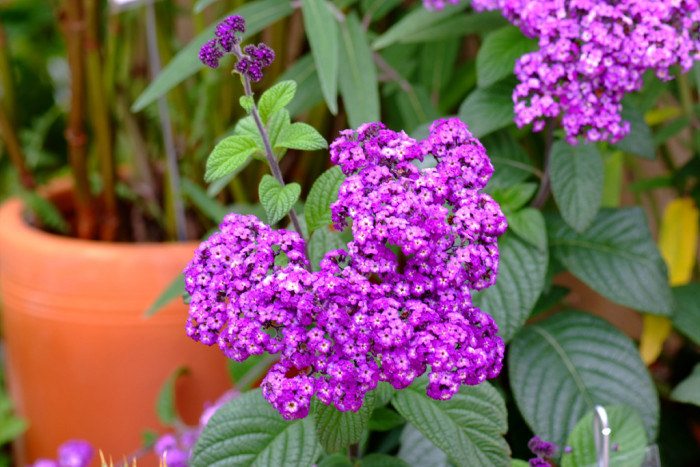 헬리오트롭 - Heliotropium peruviana, Heliotropium arborescens