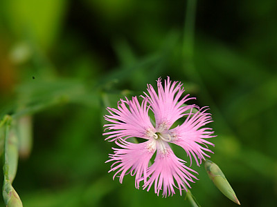 구름패랭이꽃 사진 - Dianthus superbus var. speciosus Photos