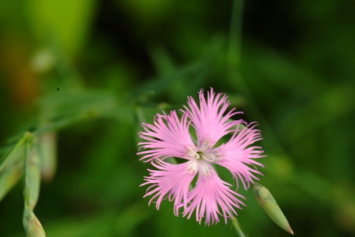 구름패랭이꽃 - Dianthus superbus var. speciosus