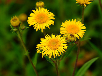 금불초 사진 - Inula britannica var. chinensis Photos