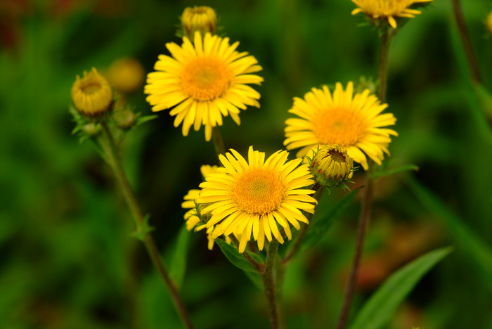 금불초 - Inula britannica var. chinensis