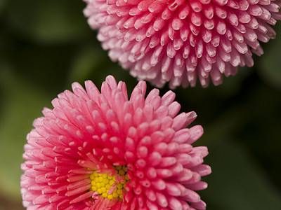 데이지 사진 - Bellis perennis L. Photos