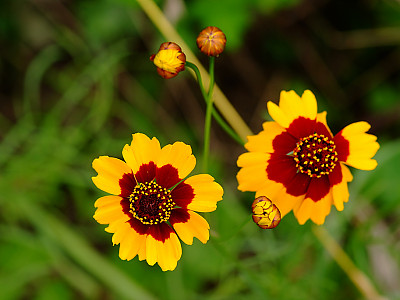 기생초 사진 - Coreopsis tinctoria Photos