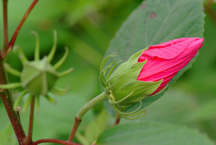 부용 - Hibiscus mutabilis