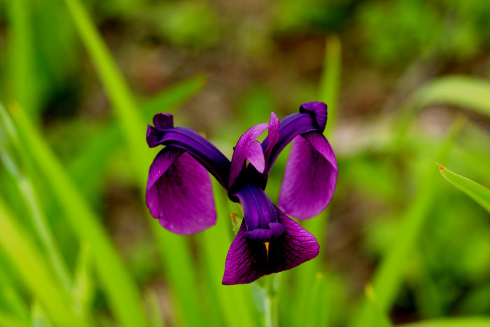 꽃창포 - azalea, Iris ensata var. spontanea