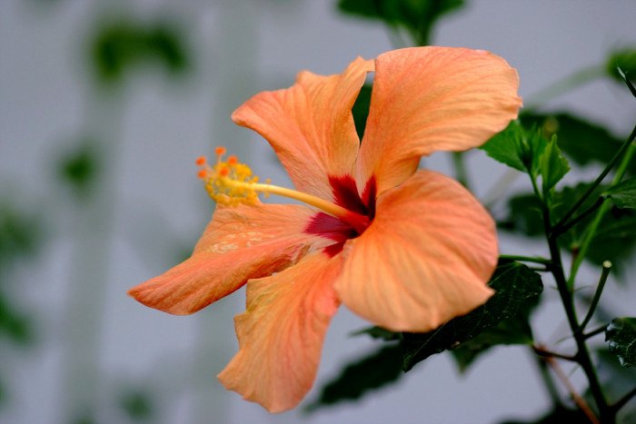 하와이무궁화 - hawaiian hibiscus, Hibiscus rosa-sinesis L.
