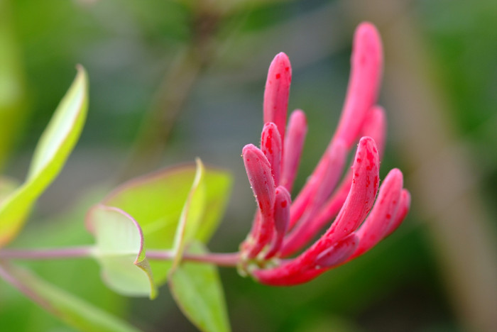 인동덩굴 - Lonicera japonica Thunb.