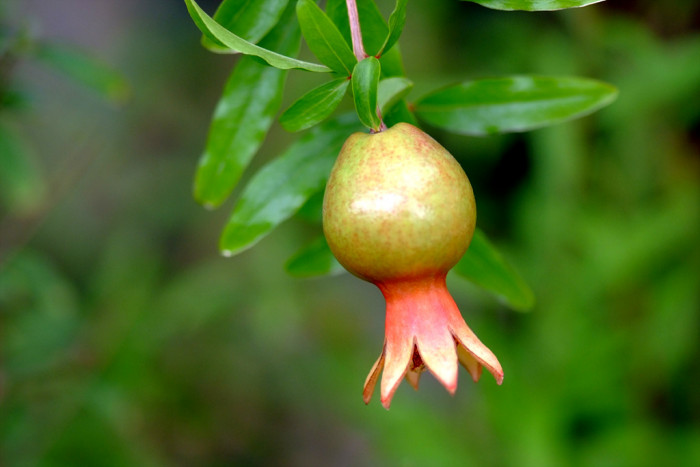 석류나무 - Punica granatum L.
