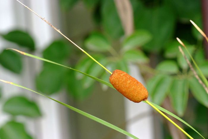 애기부들 - Typha angustata