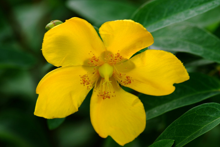 금사매 - Hypericum patulum