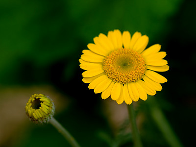 마가렛 사진 - Chrysanthemum frutescens L. Photos