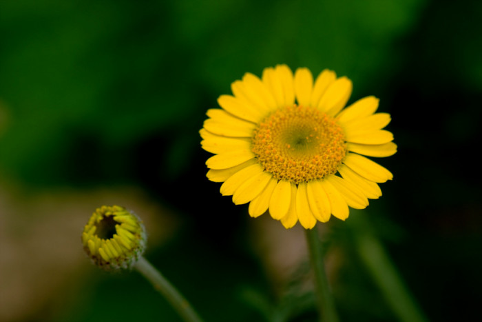 마가렛 - Chrysanthemum frutescens L.