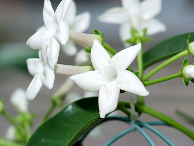 마다가스카르자스민 사진 - Stephanotis floribunda Photos