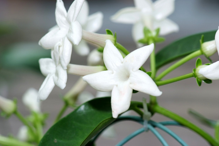 마다가스카르자스민 - Madagascar Jasmine, Stephanotis floribunda