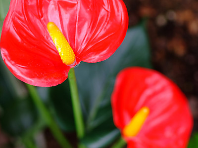 안수리움 사진 - Anthurium andraeanum Photos
