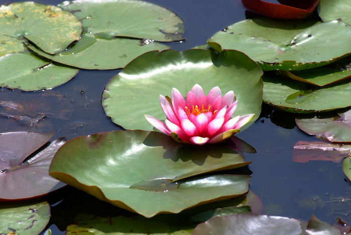 연꽃 - Nelumbo nucifera