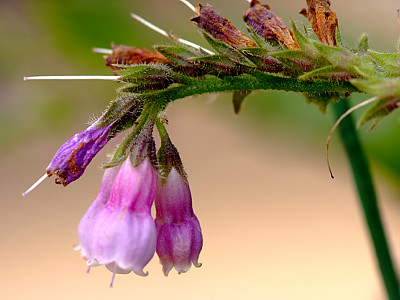 컴프리 사진 - Symphytum officinale L. Photos