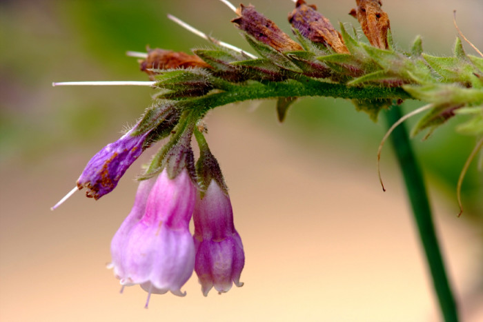 컴프리 - comfrey, Symphytum officinale L.