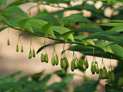 둥굴레 사진 - Polygonatum odoratum var.pluriflorum Photos