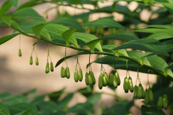 둥굴레 - ㅋㅋ, Polygonatum odoratum var.pluriflorum