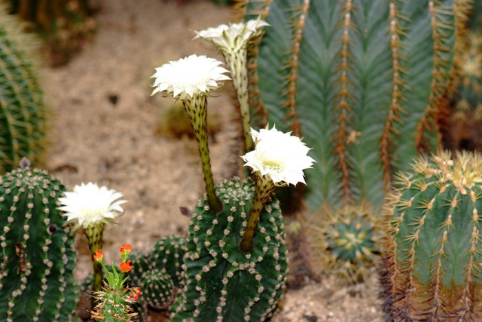 선인장 - Opuntia ficus-indica Mill.