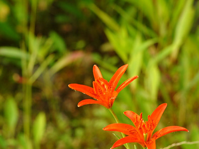 하늘나리 사진 - Lilium concolor var. partheneion Photos