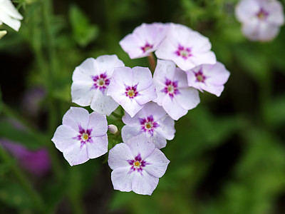 풀협죽도 사진 - Phlox paniculata Photos