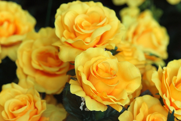 장미 - Rose, Rosa hybrida