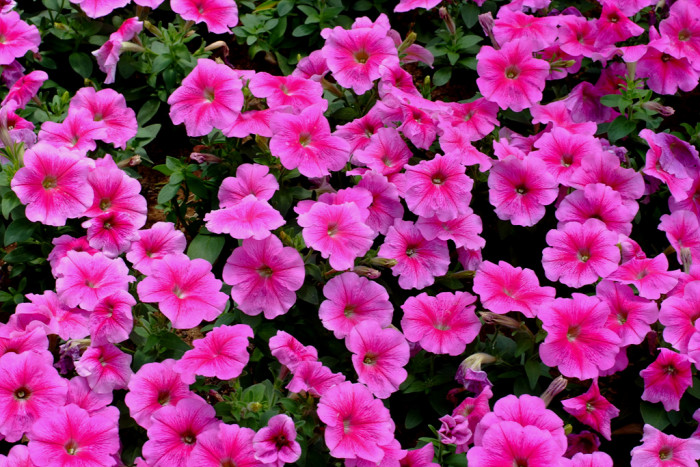 페튜니아 - Common Garden Petunia, Petunia hybrida