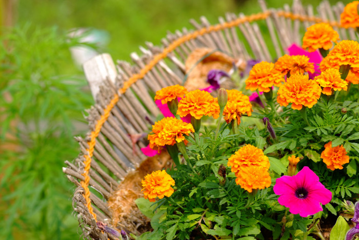 메리골드 - Marigolds, Tagetes spp.