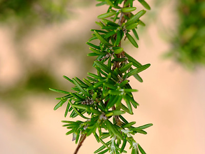 크리핑로즈마리 사진 - Rosmarinus officinalis \'prostratus\' Photos