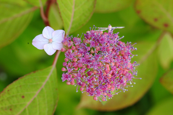 산수국 - Hydrangea serrata for. acuminata