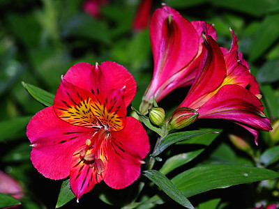 알스트로메리아 사진 - Alstroemeria hybrida Photos