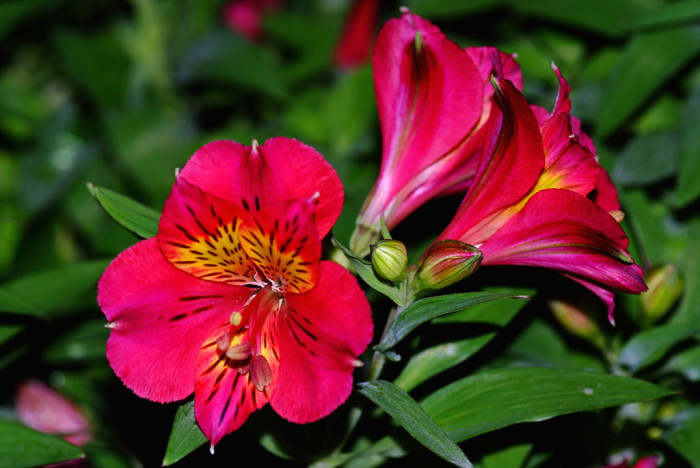 알스트로메리아 - Peruvian lily, lily of the Incas, Alstroemeria hybrida