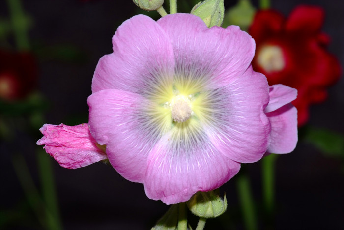 접시꽃 - Alcea rosea, Althaea rosea