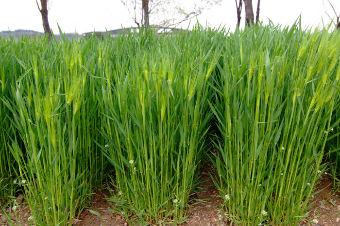 보리 - Hordeum vulgare var. hexastichon (L.) Asch.