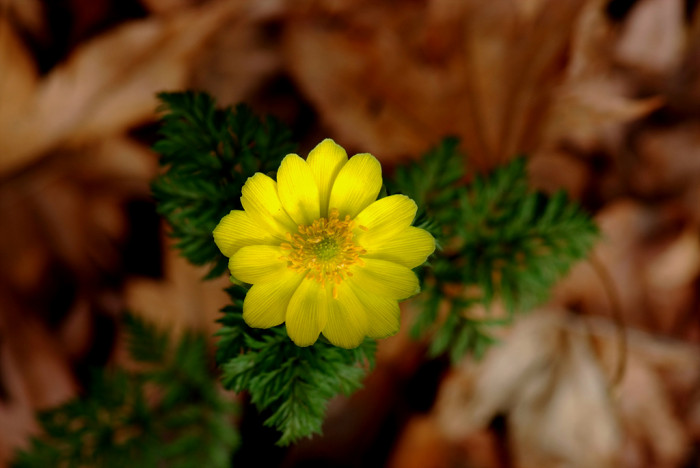 복수초 - Adonis amurensis