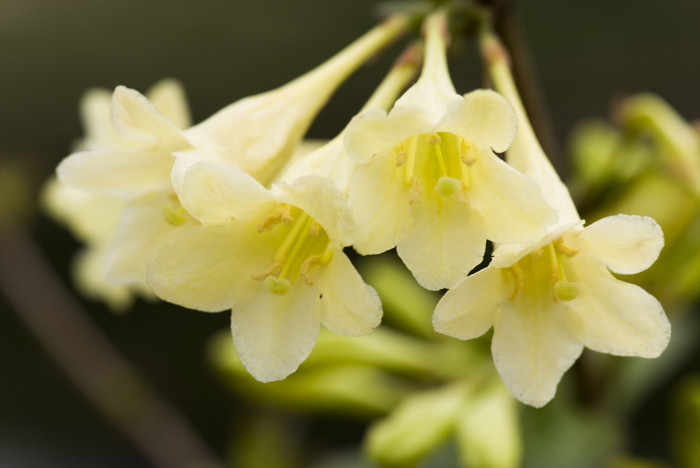 병꽃나무 - Weigela subsessilis