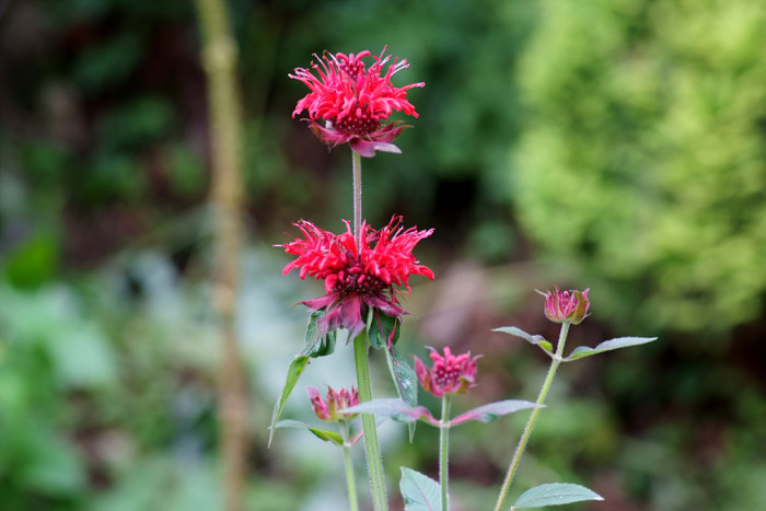 베르가못 - Monarda didyma L.