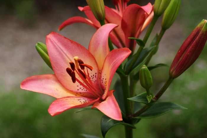 백합 - Lily, Lilium longiflorum Thunb.