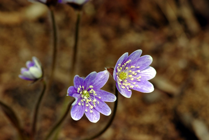 노루귀 - Hepatica asiatica Nakai, Hepatica asiatica