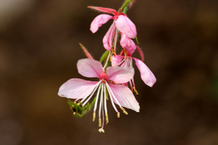 바늘꽃 - ㅈㅜㄹ기의 트깆, Epilobium pyrricholophum Franch. & Sav.