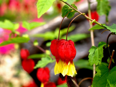 아부틸론 사진 - Abutilon megapotamicum Photos