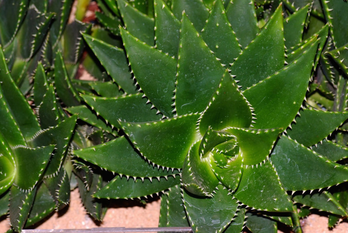 선인장 - Opuntia ficus-indica Mill.